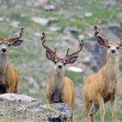 Mule Deer in the summer